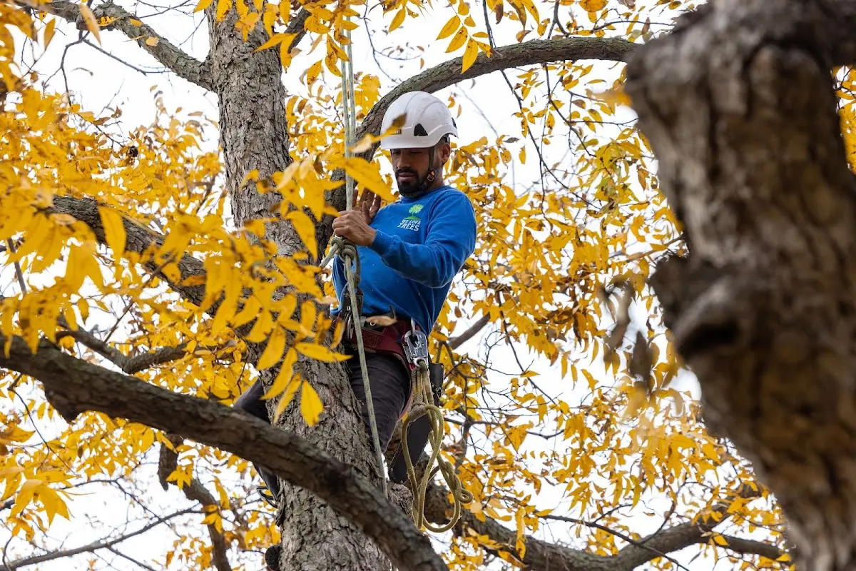 Skilled Tree Transplanting crew working in Fulton